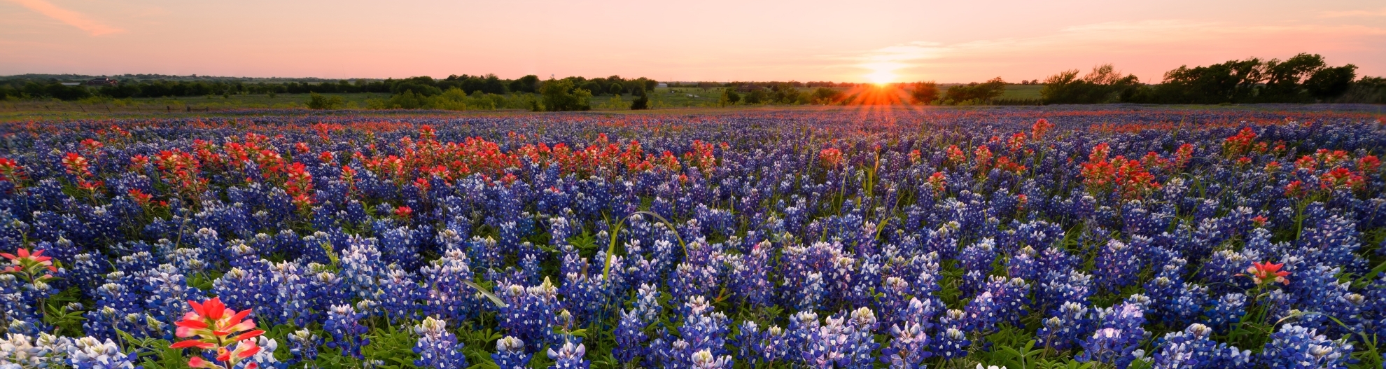 Field of red and purple flowers at sunrise